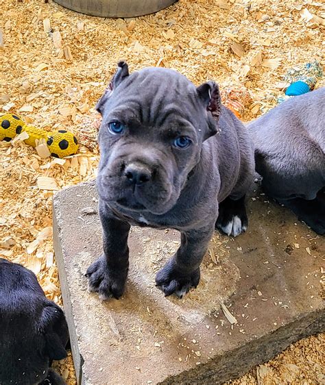 cane corso puppies for sale missouri